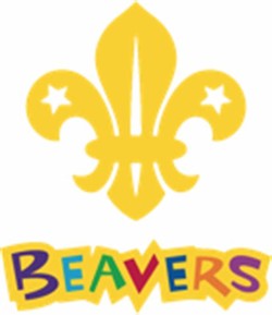 Beaver scout