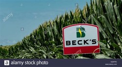 Becks seed
