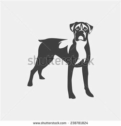 Boxer dog