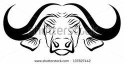 Buffalo head
