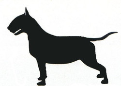 Bull terrier ingles